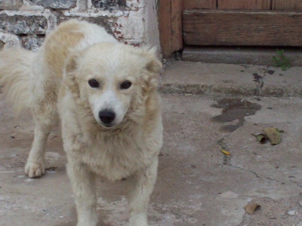Fotolog de jereponzo07: Que Lindo Perro,cruza Con Cusco,jajaja